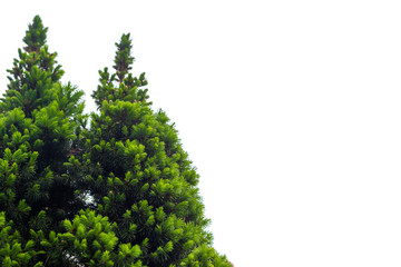 Fresh pine tree isolated in corner on white background