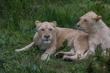 Two lionesses lie on the grass and caress each other. The Panthera leo is a species in the family Felidae; it is a deep-chested cat with a short, rounded head and a hairy tuft at the end of its tail.