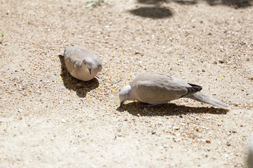 Palomas comiendo alpiste y maíz en el suelo de un parque de tierra en un día soleado
