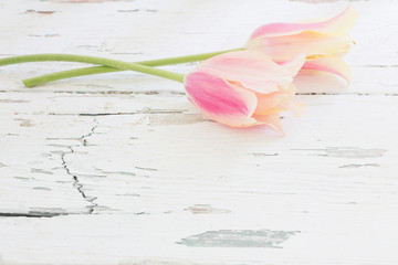 pink and yellow tulips on painted wooden background