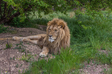 Big mighty lion resting under a tree. The Panthera leo is a species in the family Felidae; it is a deep-chested cat with a short, rounded head and a hairy tuft at the end of its tail.