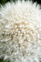 Naklejka premium Fluffy white flower head of dandelion texture