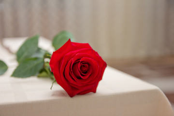Red rose on the table with a white tablecloth