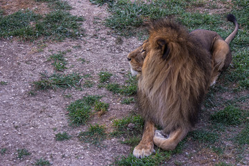 Naklejka premium The big lion lies on the grass and proudly looks forward. The lion is a species in the family Felidae; it is a deep-chested cat with a short, rounded head and a hairy tuft at the end of its tail.