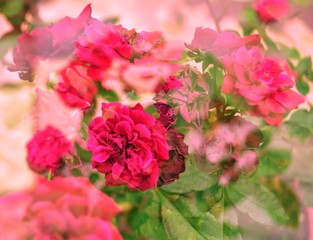 Rosas sIlvestres en tonos rosa mexicano, doble exposición de ensueño surrealista 