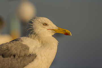 The Caspian gull (Larus cachinnans) is a large gull and a member of the herring and lesser black-backed gull complex. The Caspian gull breeds around the Black and Caspian Seas.