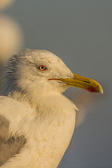 The Caspian gull (Larus cachinnans) is a large gull and a member of the herring and lesser black-backed gull complex. The Caspian gull breeds around the Black and Caspian Seas.