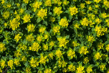 beautiful plant with yellow and green petals in a spring garden on a bright spring day captured on camera at close range