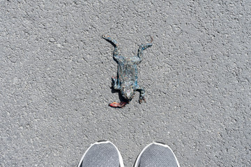 Dead frog on asphalt