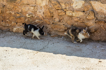 Two fluffy bunnies run along the wall in the shelter. Rabbits are small mammals in the family Leporidae of the order Lagomorpha (along with the hare and the pika).