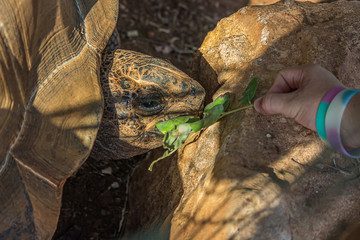 Naklejka premium Girl feeds a large elephant tortoise (Chelonoidis elephantopus) with a branch with leaves. With lifespans in the wild of over 100 years, it is one of the longest-lived vertebrates.