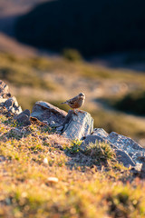Fotografía de un pardillo en la naturaleza