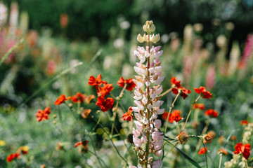 Close-up of pink flower