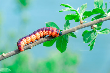 Selective focus of Cossus cossus caterpillar walking on branch, Goat moth