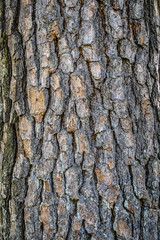 tree bark texture