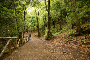 Bosque de Anaga