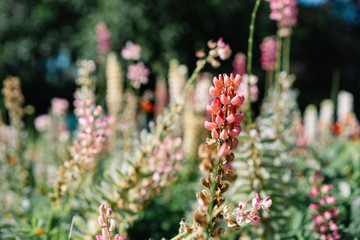 Close-up of pink flowers