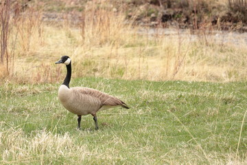 canada goose branta canadensis