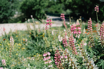 Obraz premium pink flowers in the garden