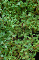 Green Lemon Thyme. grown at home. macro shot. healthy eating concept