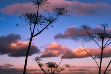 Umbrellas of grass on a background of sunset clouds