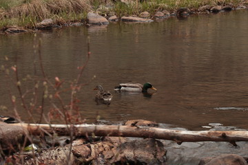 Ducks on a pool in a stream