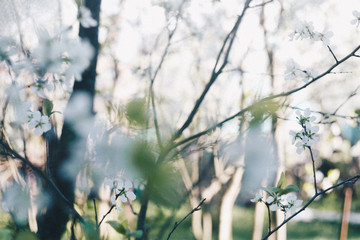 
Blooming Cherry Trees with Artistic Blur