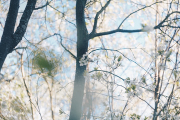 
Flowering cherry trees