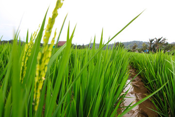 Obraz premium Rice Field in the Morning