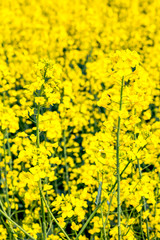 Gelbes Rapsfeld im Frühling