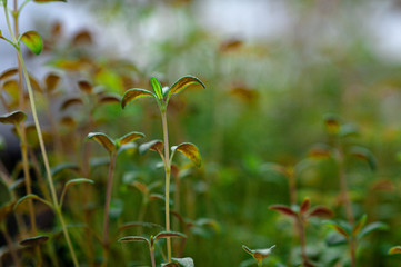 Green Lemon Thyme. grown at home. macro shot. healthy eating concept