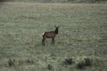Naklejka na ściany i meble Elk in a field