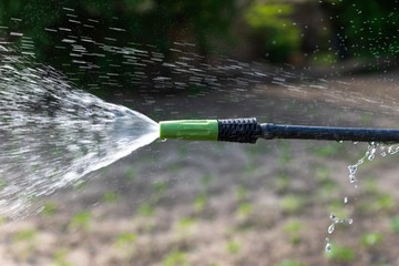 garden hose watering vegetable seedlings.