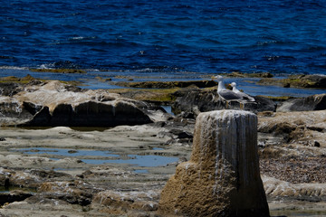 two seagulls
