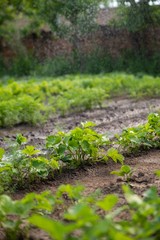 watering vegetable garden seedlings isolated.