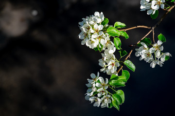 apple tree branch