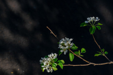 apple tree branch