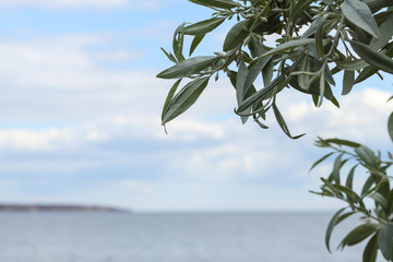 Leaves of a wild olive tree by the sea.