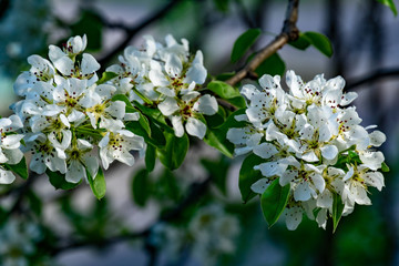apple tree branch