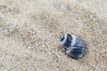 A shell lies in the sand on the seashore.