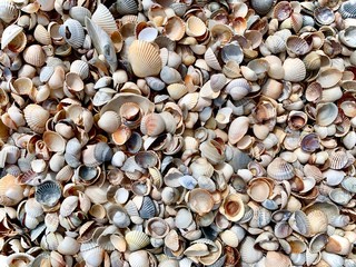 sea shells background beach travel sky nature autumn spring beautiful summer sea sun water waves