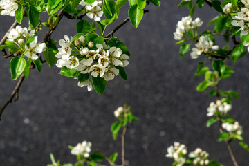 apple tree branch