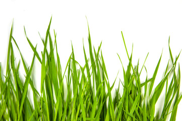 juicy green spears of grass background