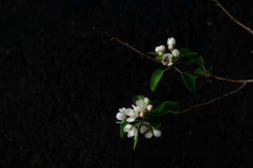 apple tree branch with buds