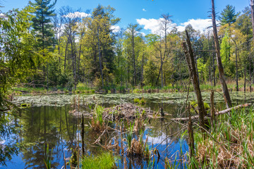 Fototapeta na wymiar Beaver lodge in a pond in springtime