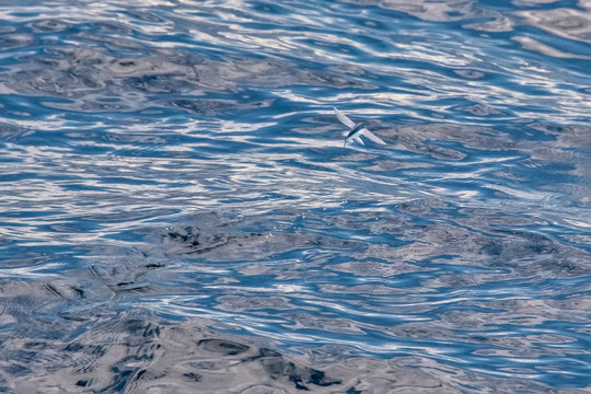 Atlantic flyingfish photographed in Vitoria, Capital of Espirito Santo. Southeast of Brazil. Atlantic Ocean. Picture made in 2019.