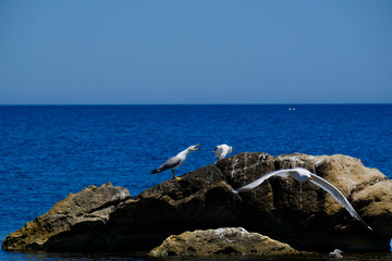 conversation of two gulls