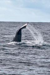 Humpback Whale photographed in Vitoria, Capital of Espirito Santo. Southeast of Brazil. Atlantic Ocean. Picture made in 2019.