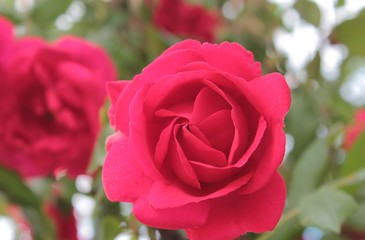 Red beautiful rose, close-up.