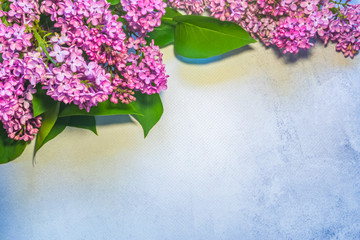 Pink lilac flowers on white background. Top view, copy space. Holiday concept. Spring background.